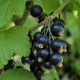 Extract de Coacăze Negre Organice